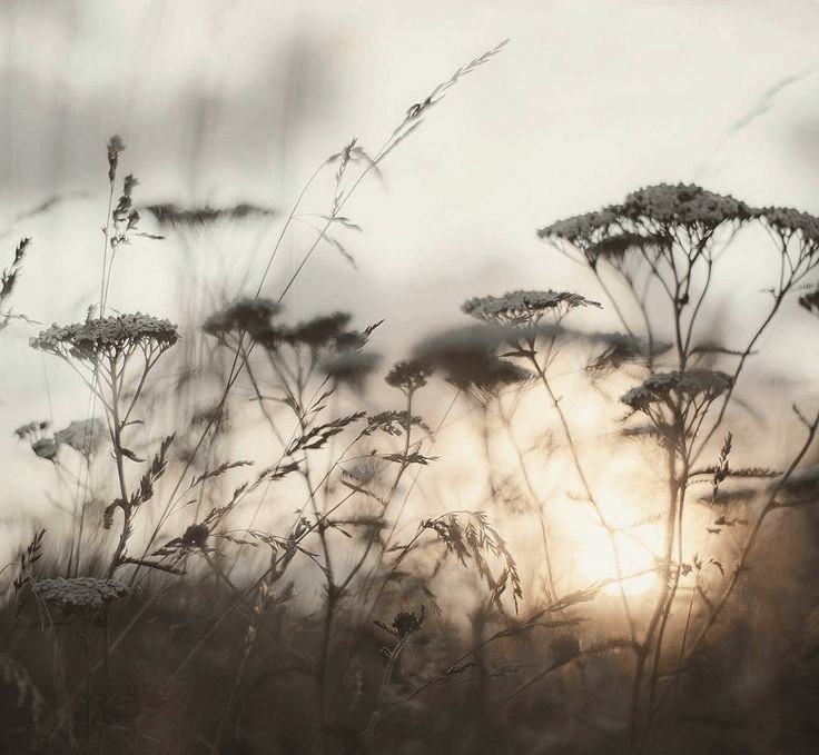 Diseño de Jardines en Asturias: El Estudio que Necesita para un Espacio Vivo y&nbsp;Funcional