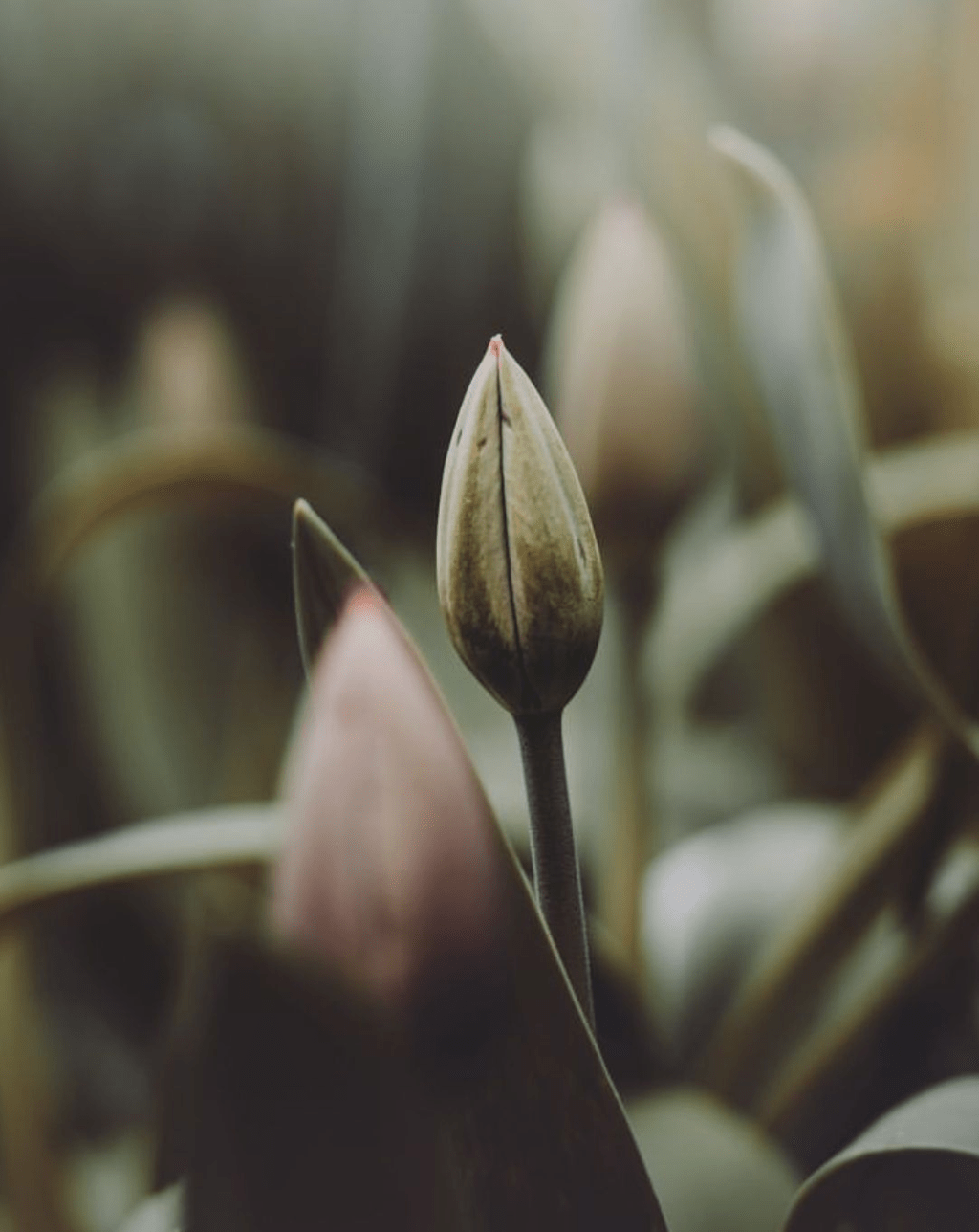 Optimización y Encanto