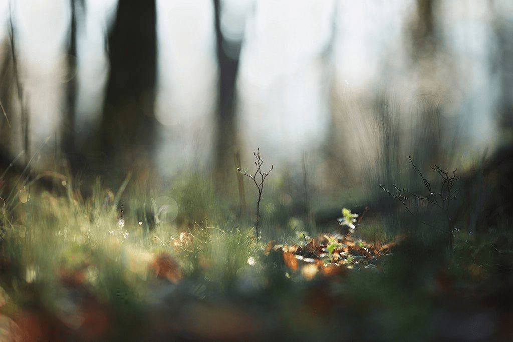 Landscape: Diseño de Espacios Exteriores Sostenibles y Elegantes en&nbsp;Asturias