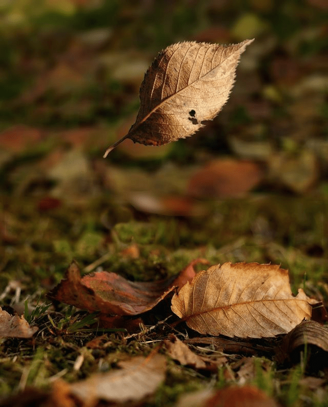 Libertad y Belleza: Guía para un Jardín de Bajo Mantenimiento en&nbsp;Asturias
