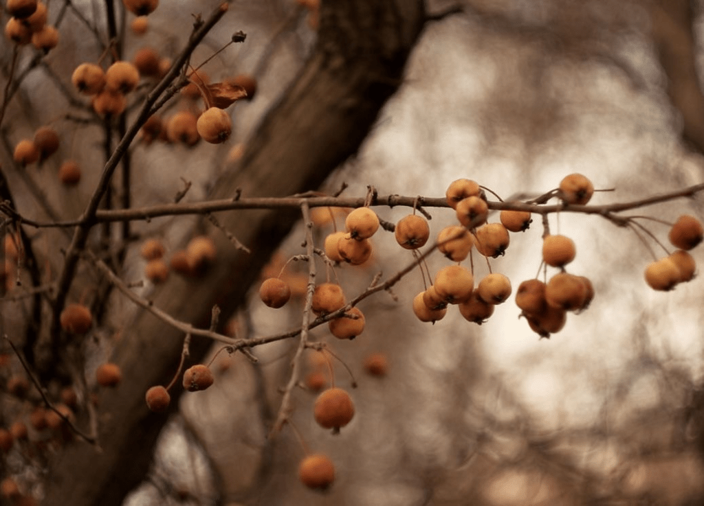 Estudio de Arquitectura del Paisaje en Asturias: Sara Lobo&nbsp;Paisajismo